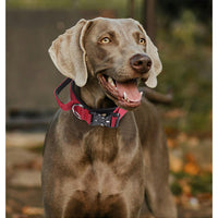 Le Citadin™ — Collier pour chien