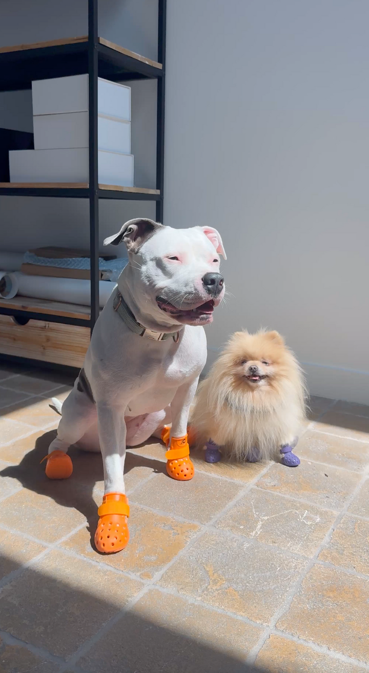 Bottines pour chien JOLICHIEN : protégez les coussinets été comme hiver (Aérées™ & Renforcées™)
