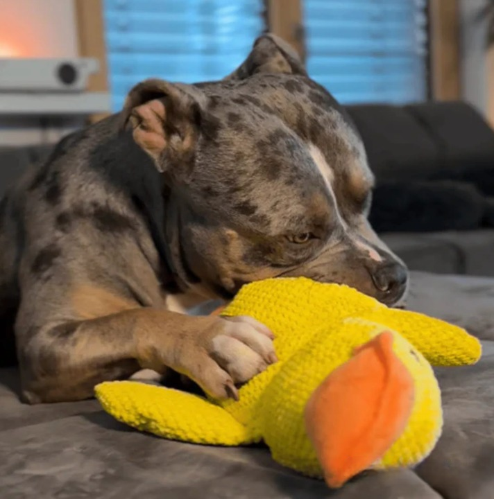 Le Zen™ — Canard Anti-Stress Apaisant