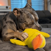 Le Zen™ — Canard Anti-Stress Apaisant