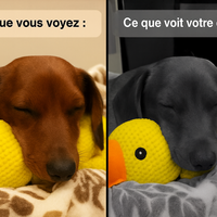 Le Zen™ — Canard Anti-Stress Apaisant
