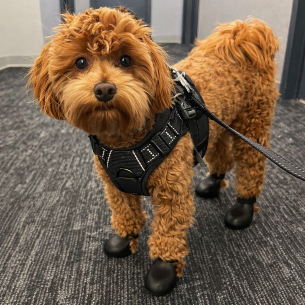 La Maîtrise™ — Harnais anti-traction confortable pour chien