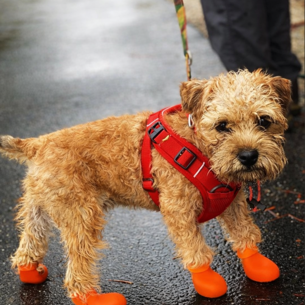 La Maîtrise™ — Harnais anti-traction confortable pour chien