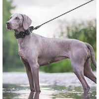 Le Citadin™ — Collier pour chien