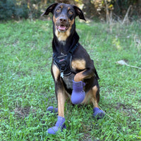 Bottines Renforcées™ pour chien – Antidérapantes hiver | JOLICHIEN™