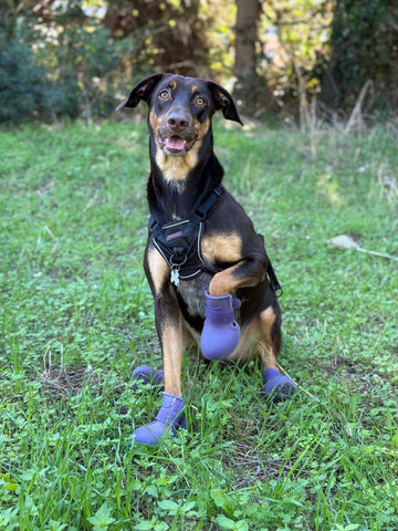 Bottines Renforcées™ pour chien – Antidérapantes hiver | JOLICHIEN™