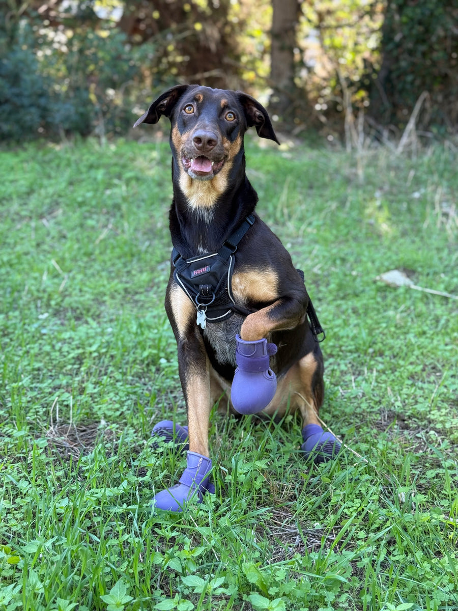 Bottines Renforcées™ pour chien – Antidérapantes hiver | JOLICHIEN™