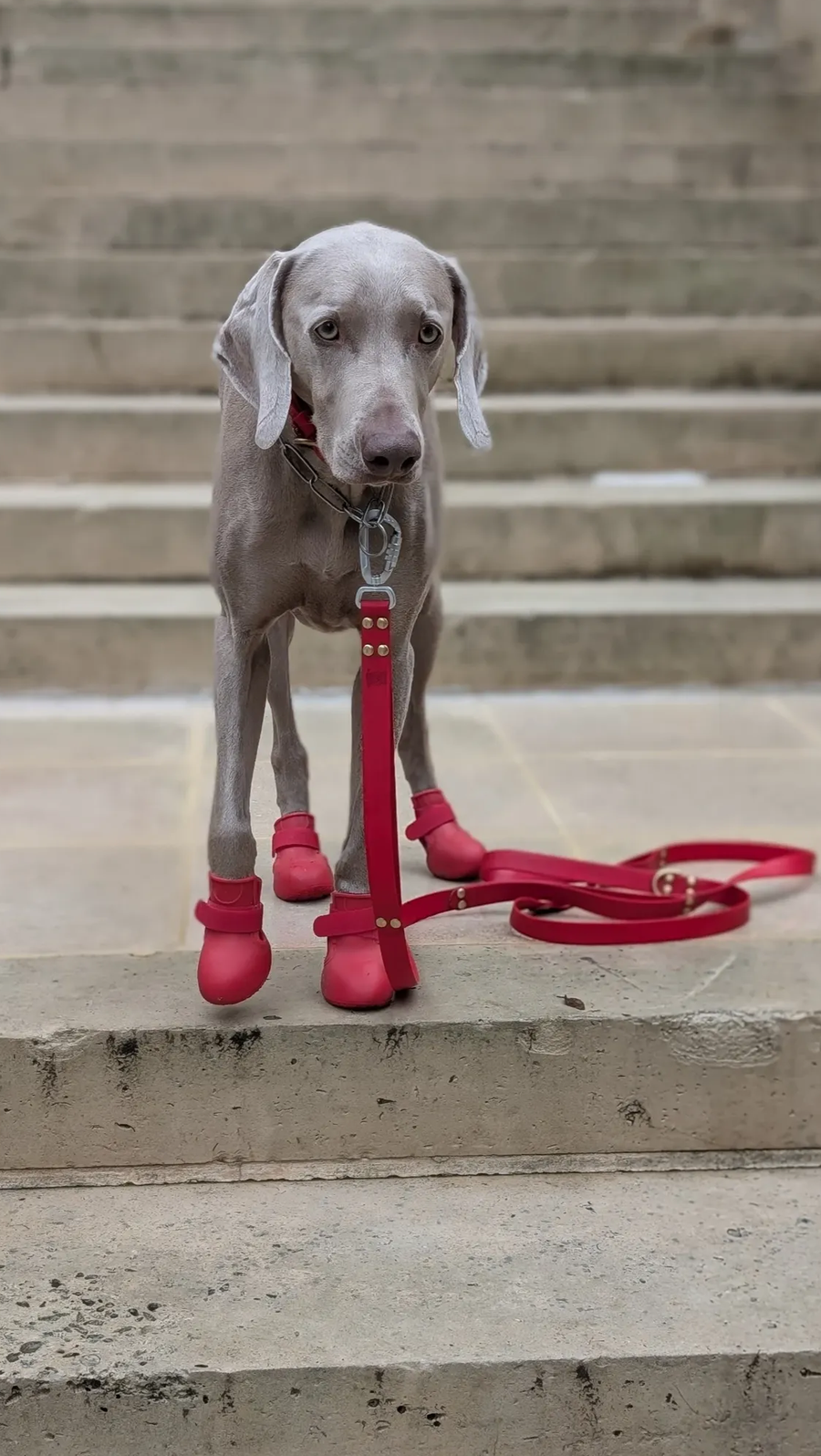 The Guard – Robuste Allwetter-Hundestiefel